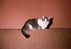 Puffy; Ruth s Cat